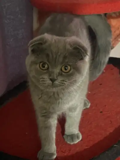  Scottish fold  kitten, View more