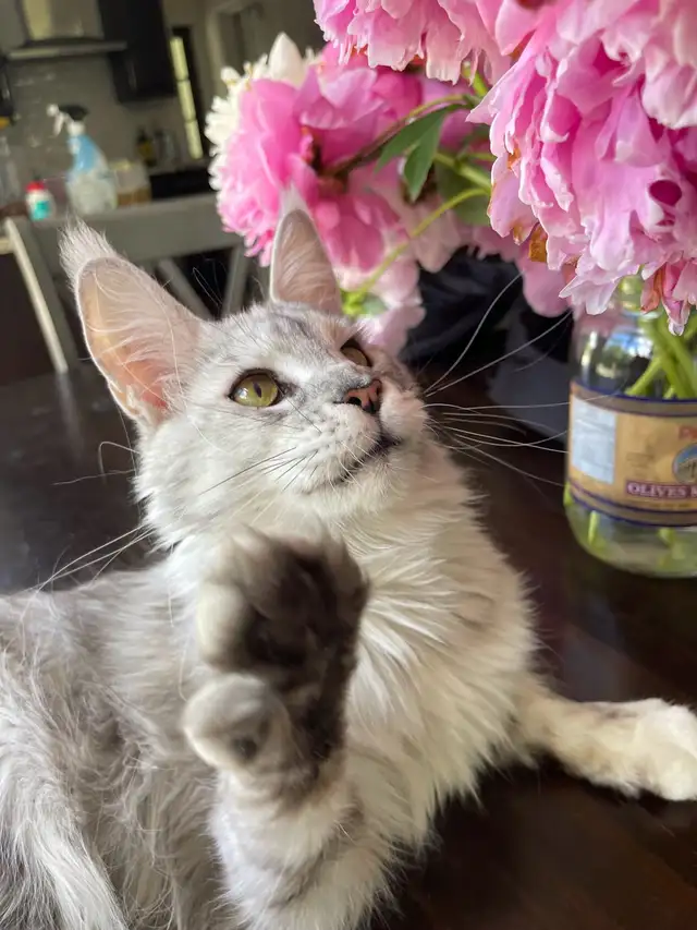 2-yr old Maine Coon Girl - Halifax