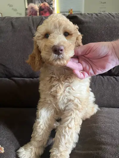 Goldendoodle last boy very passive and calm and loveable, View more