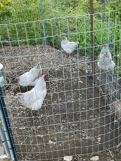 5 lavender Orpington hens, View more
