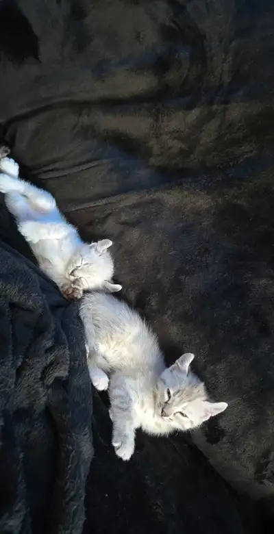 (PRET MI-JUIN) Bengal snow croiser highland lynx Chaton Unique avec 3 gènes oreilles courber et patt...