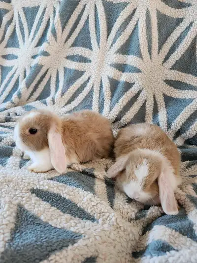 bébés lapins belier nain hollandais , View more