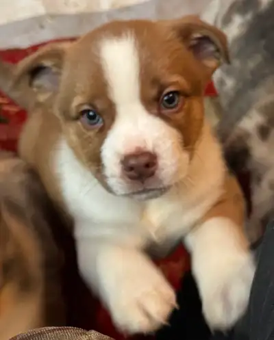 Family Raised Puppies, View more