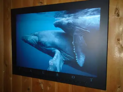"PETITE BALEINE" (1995) par Bob Talbot (photographe de mammifères marins) estampe d'art laminée. (32...