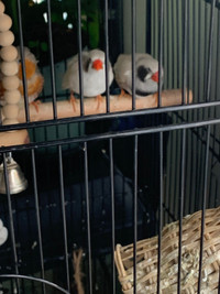 FOR SALE : Beautiful White Finches and have grey finches.