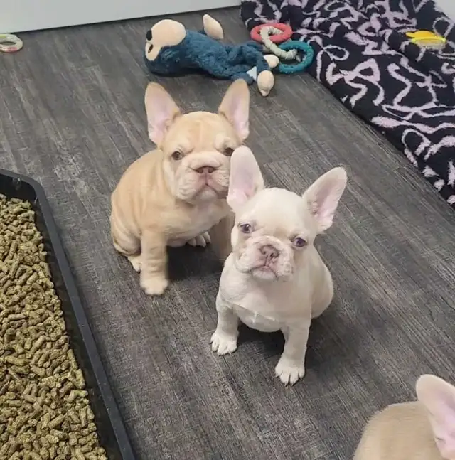 top quality French Bulldogs isabella/rojo/merle/blue eyes in Dogs & Puppies for Rehoming in Mississauga / Peel Region - Image 3