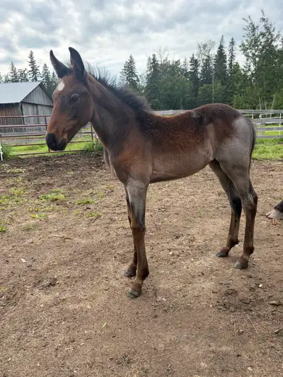 draft cross filly, View more
