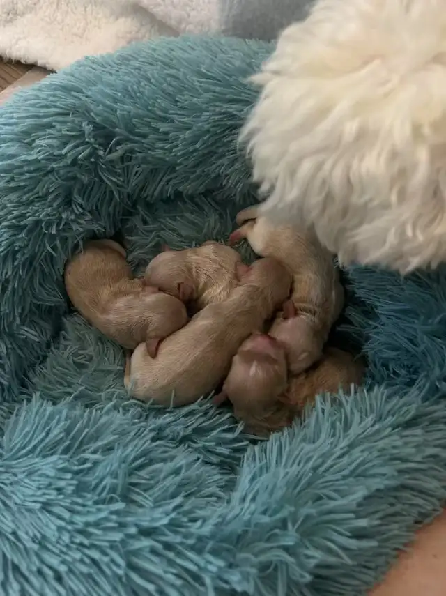 So beautiful tiny maltipoo puppies in Dogs & Puppies for Rehoming in City of Toronto - Image 2