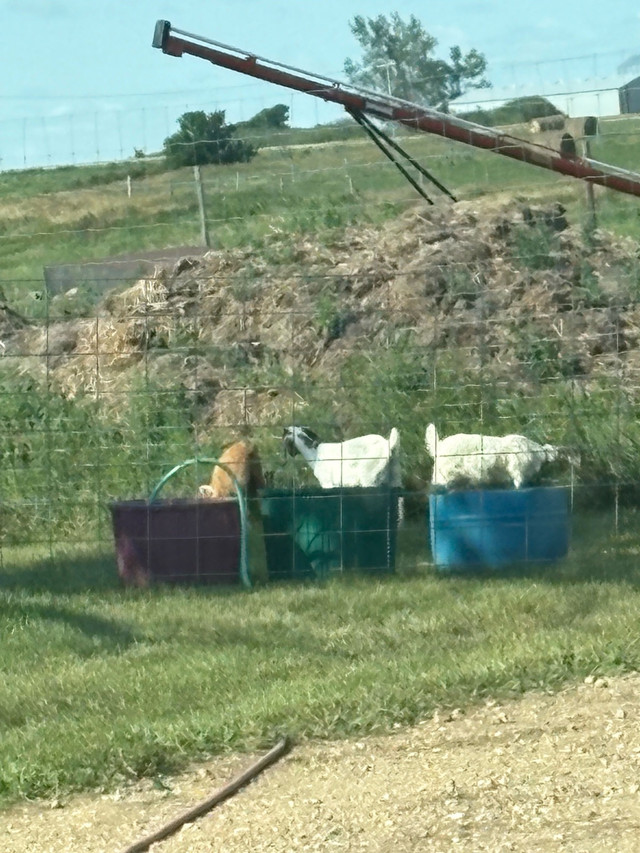 buying livestock  in Livestock in Regina