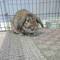 Fixed Male Holland Lop 