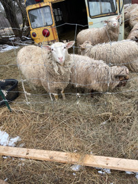 Couple of Sheep