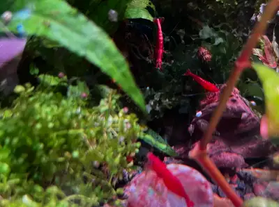 Red cherry  shrimp, View more