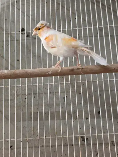Canary For Sell, View more