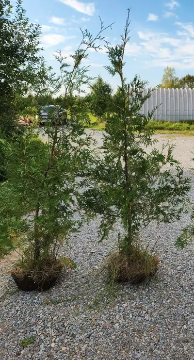 TREES FOR SALE, View more