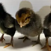 Beautiful Chicks