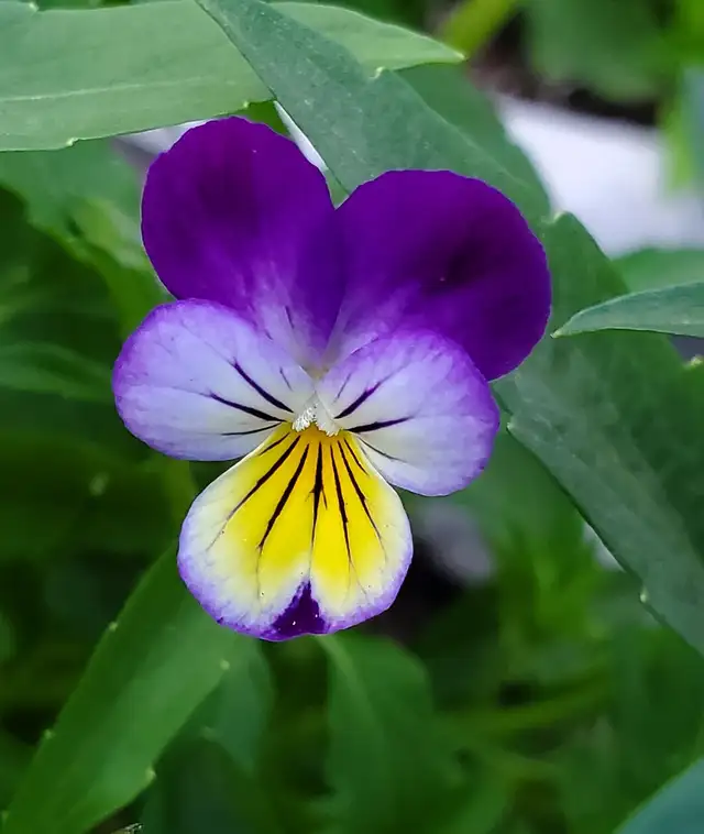 Fresh viola flowers for decorating food/cocktails etc. in Plants, Fertilizer & Soil in Mississauga / Peel Region - Image 4