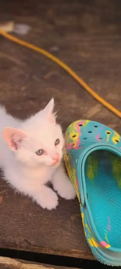 Beautiful Playfull Kitties For Sale, View more