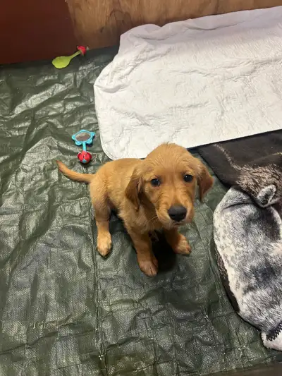 2 purebred golden retriever puppies left and ready to go to their forever homes. Both females. Vet c...