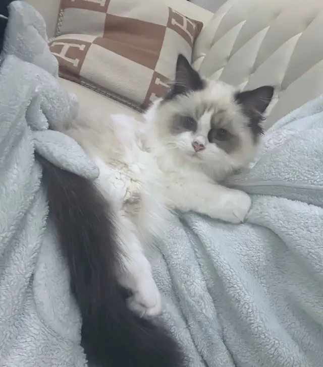 Cuddly BlueEyed Ragdoll Girl • Loves People • Ready for Her Home in Cats & Kittens for Rehoming in Markham / York Region - Image 5