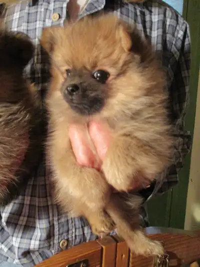 REDUCED! purebred toy Pomeranian GIRL puppy UTD health care done, View more