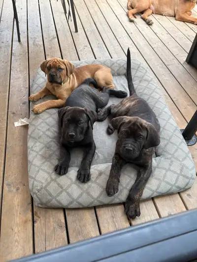 Only 3 puppies Left. Neapolitan Mastiff x French Mastiff (Dogue de Bordeaux) puppies, 1 male and 2 f...