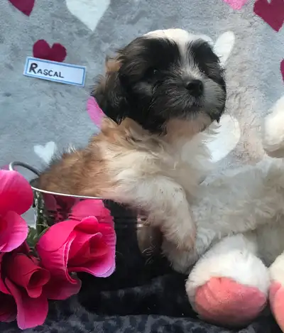 Adorable Shih Tzu Puppies for Sale, View more
