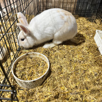 9 month old Rabbit - male