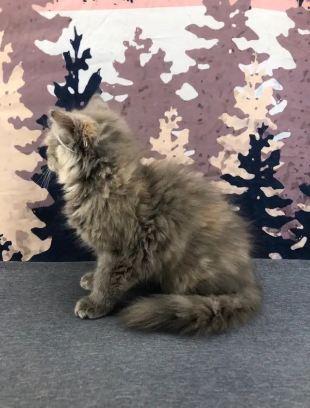 Big Cuddly Maine Coon
