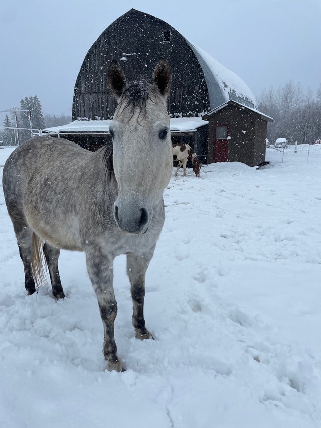 Quarter Horse Gelding Horses & Ponies for Rehoming Sudbury Kijiji