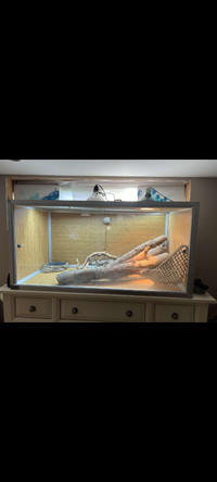 Bearded dragon with enclosure and accessories