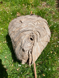 Wasp Paper Nests