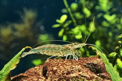 looking for amano shrimp!, View more