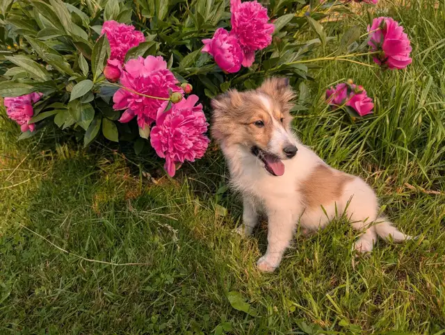 chiot berger shetland femelle in Dogs & Puppies for Rehoming in Longueuil / South Shore - Image 2