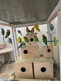 We have no room for the birds so we are selling them