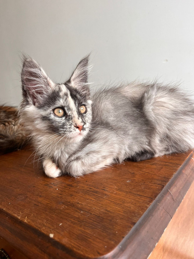 Maine Coon Kittens  in Cats & Kittens for Rehoming in Québec City - Image 3