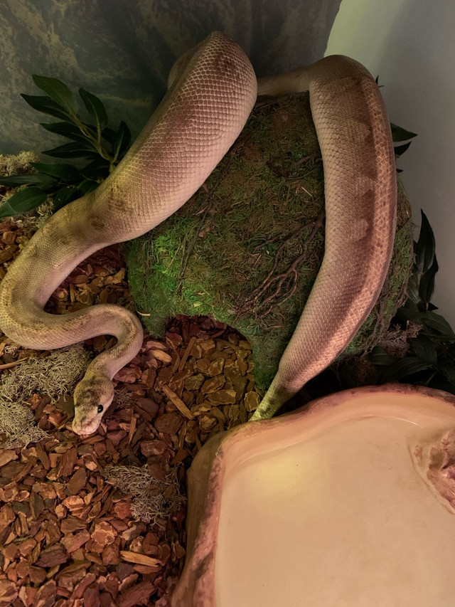 Champagne Ball Python in Other Pets for Rehoming in Calgary