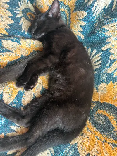 Male kitten looking for his forever family, View more