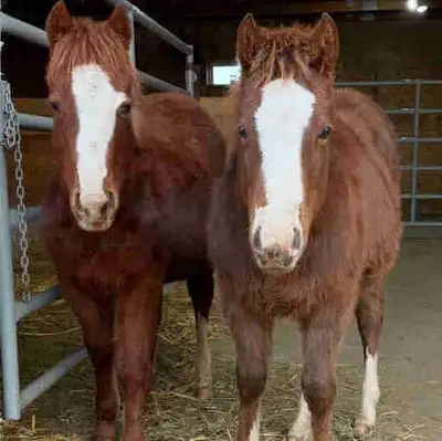Flashy well bred & papered AQHA colt & filly, View more