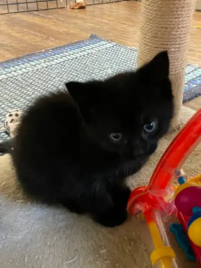 Siberian cross kittens-Elora, View more