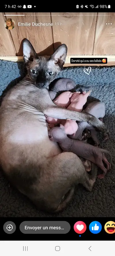 Me reste 2 bb chaton sphinx de peine 3 mois pret en tres bonne santé enjouet adorable a vendre sherb...