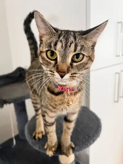 Female cat to be rehomed, she’s very friendly little scared at first but she warms up. She’s good wi...