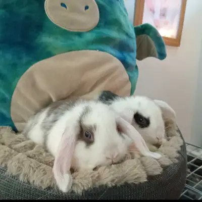 Plusieurs Bébés Lapins Bélier Hollandais Nains Prêt a Partir, View more