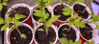 Tomato Plants 