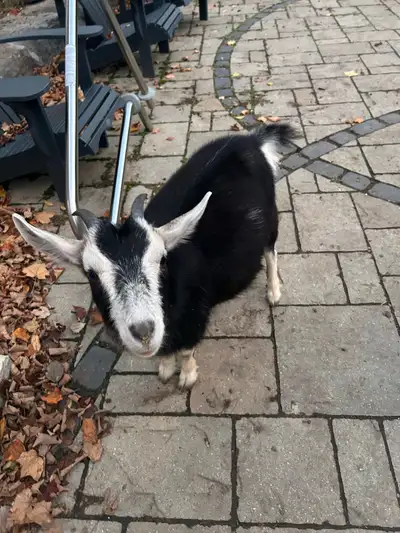 Female goat for sale-pending, View more