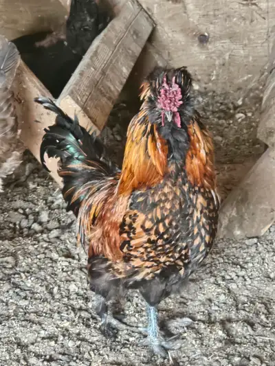 Free roosters, View more