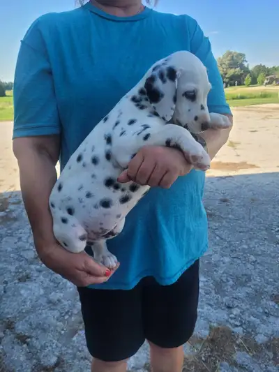 Dalmatian Puppies, View more