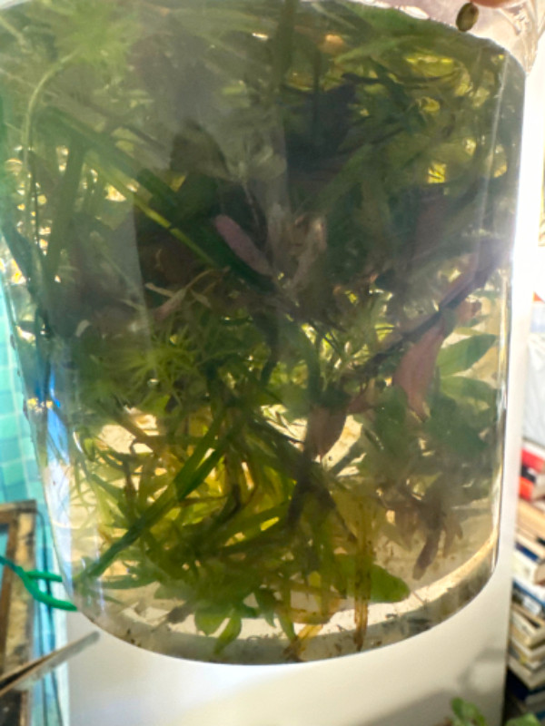 Some very beautiful aquarium plants for sale in Fish for Rehoming in Ottawa - Image 2
