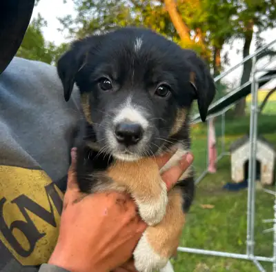 Male Border Collie x Aussie Pup, View more