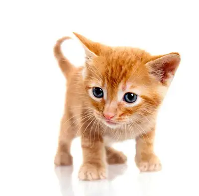 Im looking for a young orange male kitten. If anyone knows someone looking to rehome or sell. I work...