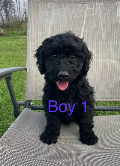 Labradoodle F1B Mini Puppie’s, View more